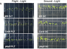 Two charts showing plants in space with random roots while plants grown on the ground have roots that go straight down.