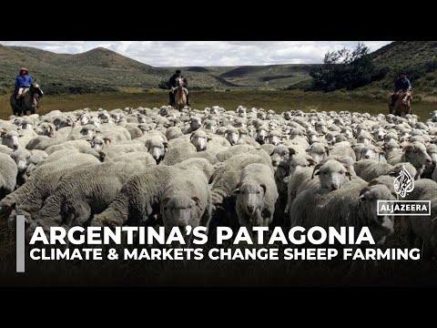Argentina’s Patagonia sees sharp fall in sheep farms amid tough times