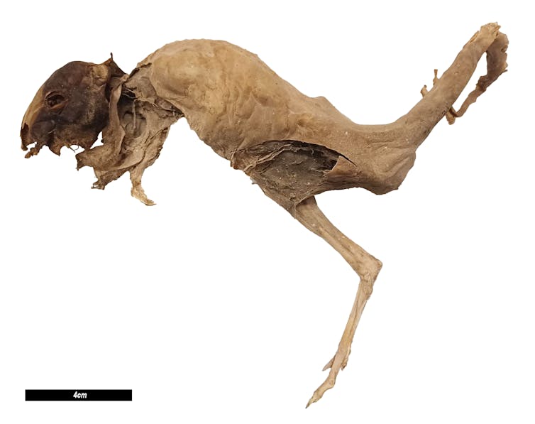 Mummified body of a marsupial