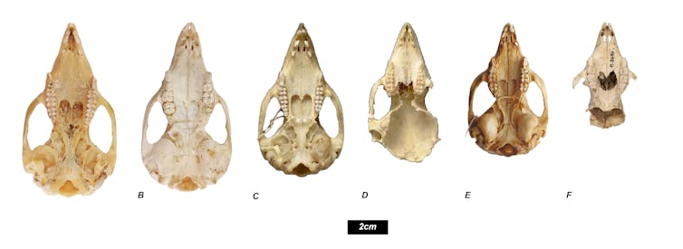 Photo of six animal skulls