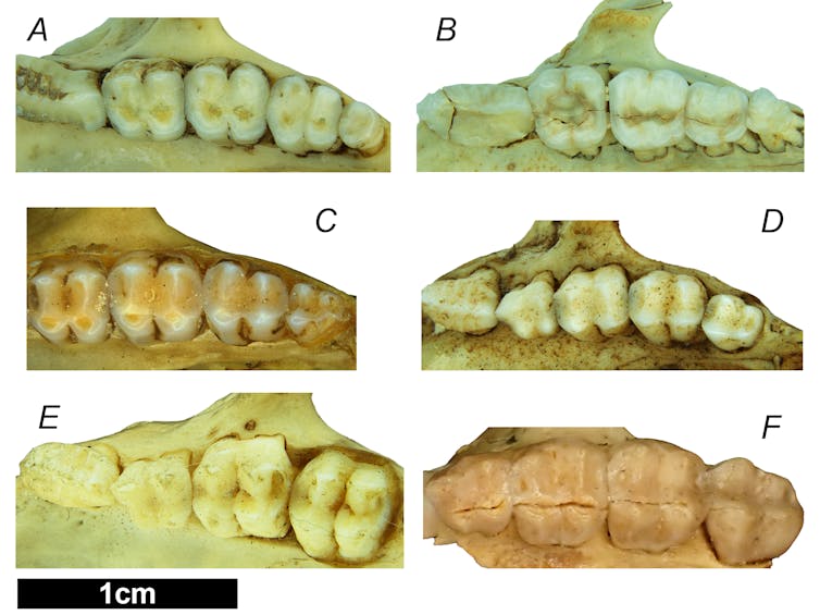 Photos of six sets of animal teeth