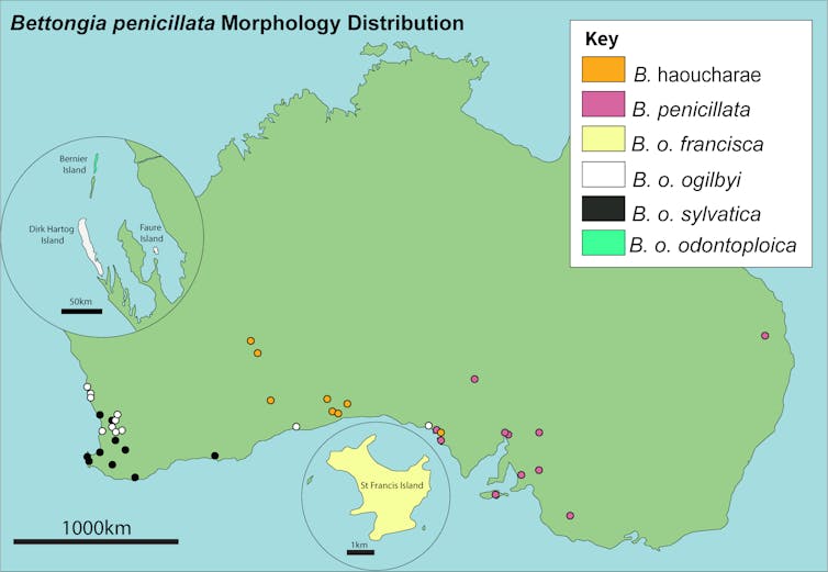 Map of Australia showing different species of bettong marked in different locations