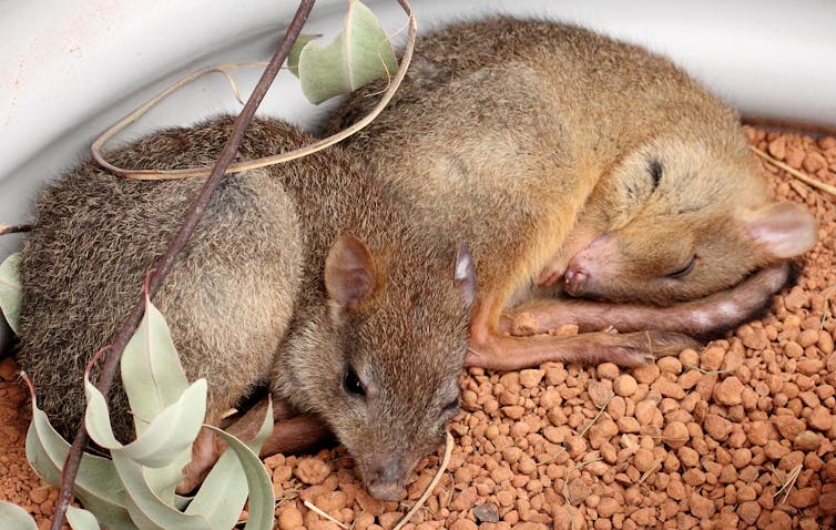 Photo of sleeping baby marsupials