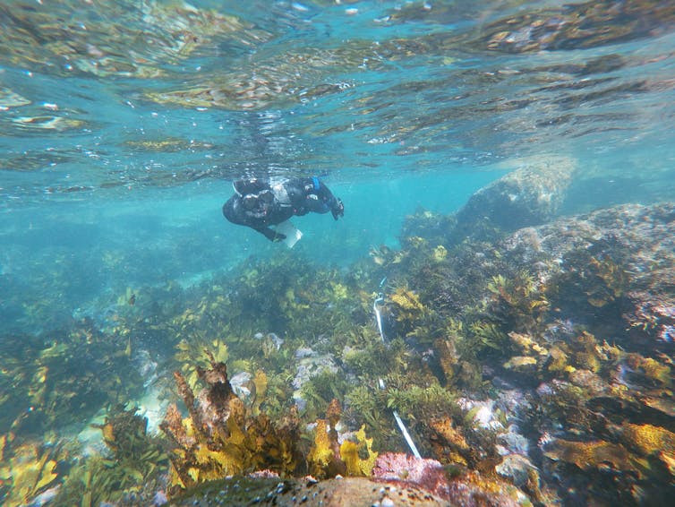 A diver swimming along a path through kelp.