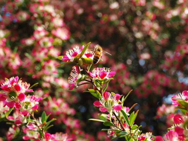 A bee sits on a flower in Tasmania.