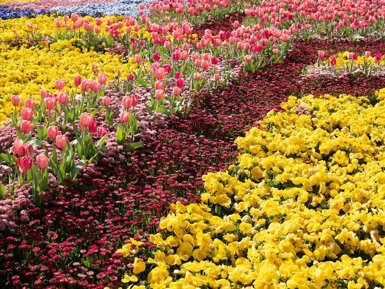 Flowers bloom in rows at a flower festival.