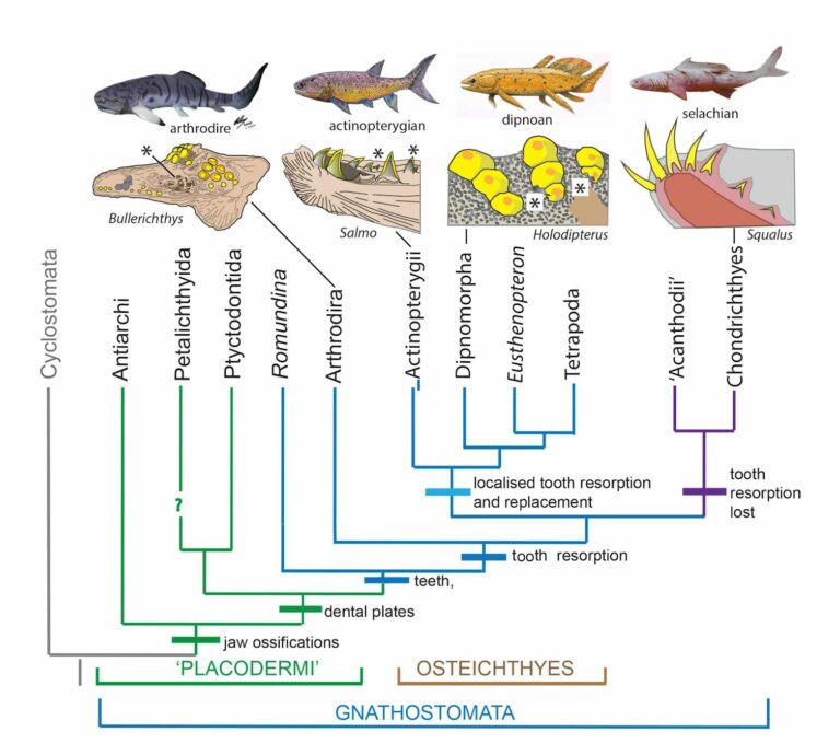 Many animals can reshape and shed their teeth – and now scientists have traced this ability back 380 million years