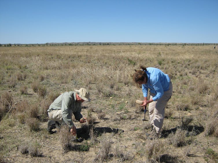 Two people standing in an open field, digging.