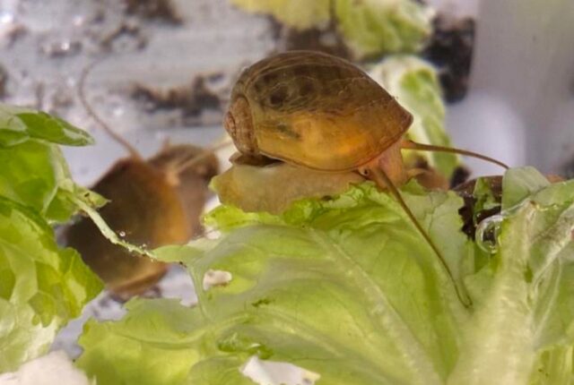 The golden apple snail has camera-type eyes that are fundamentally similar to the human eye. Unlike humans, the snail can regenerate a missing or damaged eye.