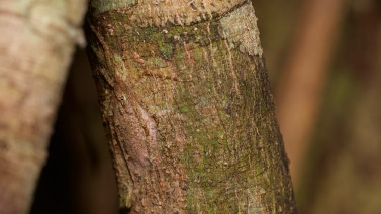 A skinny brown and green spider camouflaged on a tree.