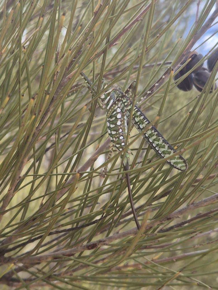 An insect with green and white spots hiding in in a green bush.