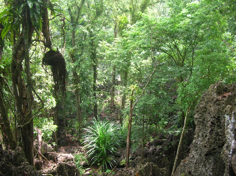 A steep hillside covered in dense tropical forest.