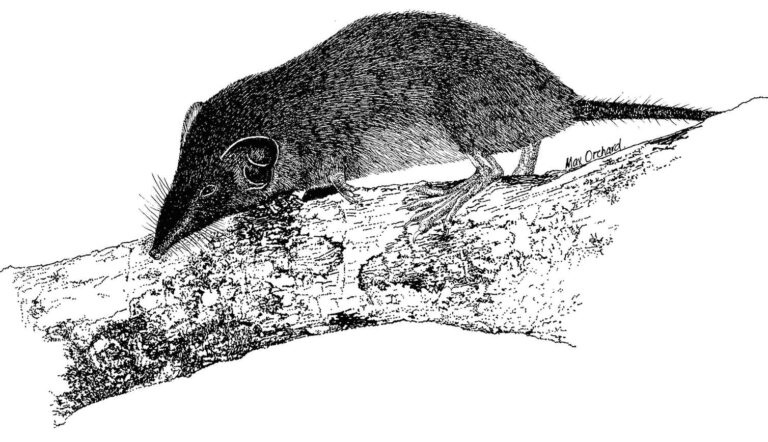 And then there were none: Australia’s only shrew declared extinct