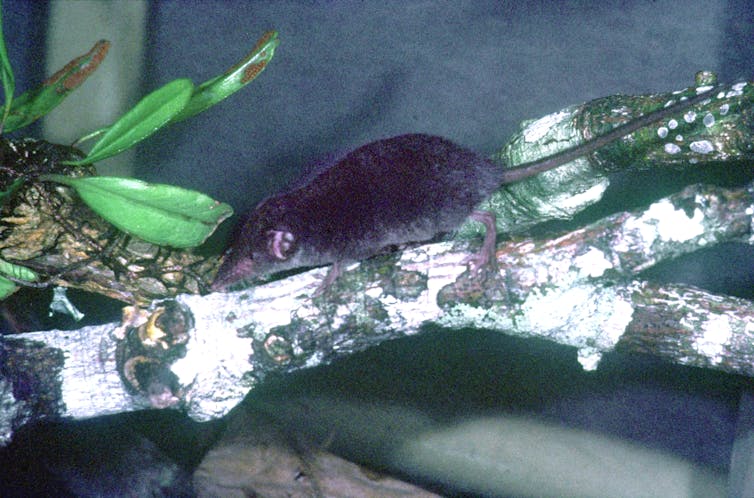 A long-nosed furry shrew runs along a speckled white branch.