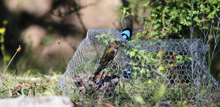 A small blue bird pecking at a fake bird in a cage.