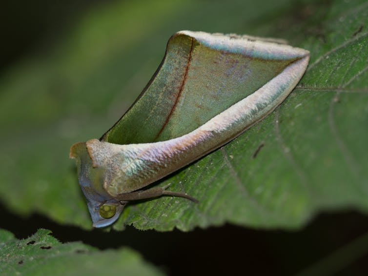 A leaf-like moth on a leaf.