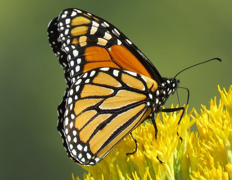Orange and black butterfly on a yellow flower.