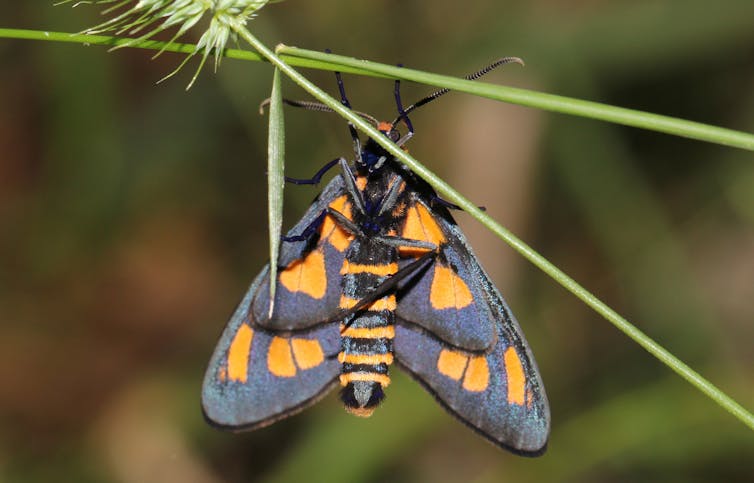 A black and orange moth on a leaf.