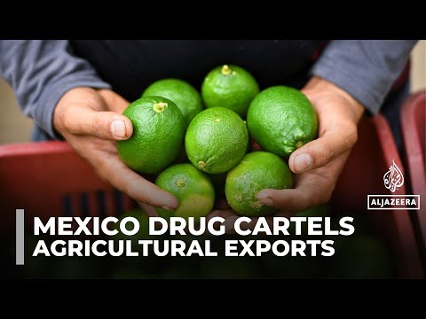 Mexican farmers face threats, extortion as cartels battle for control of agricultural exports