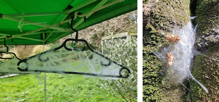 A composite image of (left) a coat hanger with Halloween spiderweb decorations and (right) a natural spiderweb with two cicada skins.