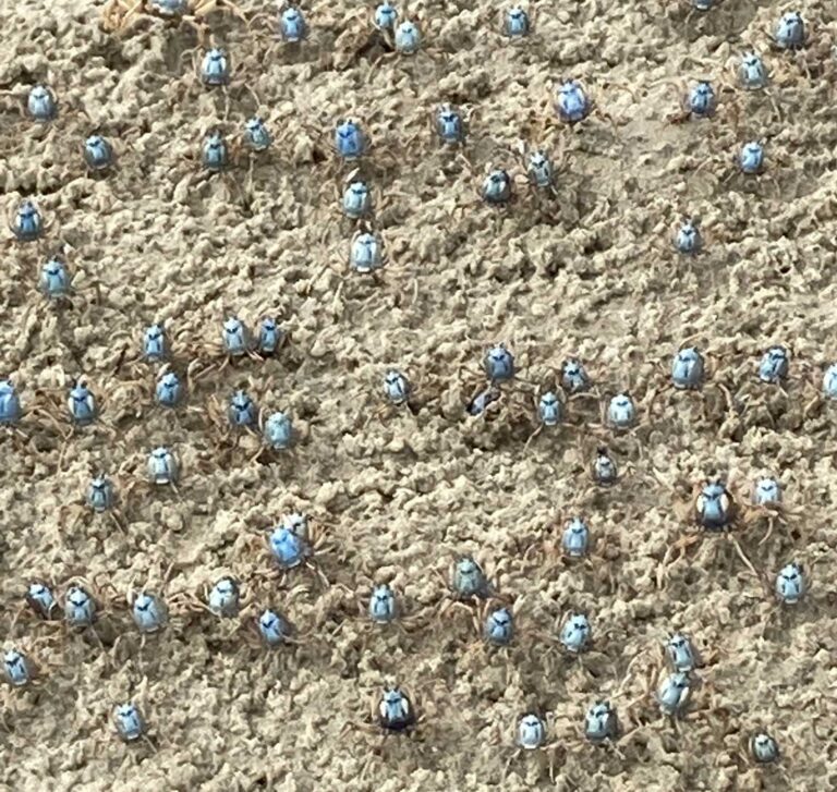 What do stingrays actually eat? New study reveals some only prefer a single type of prawn