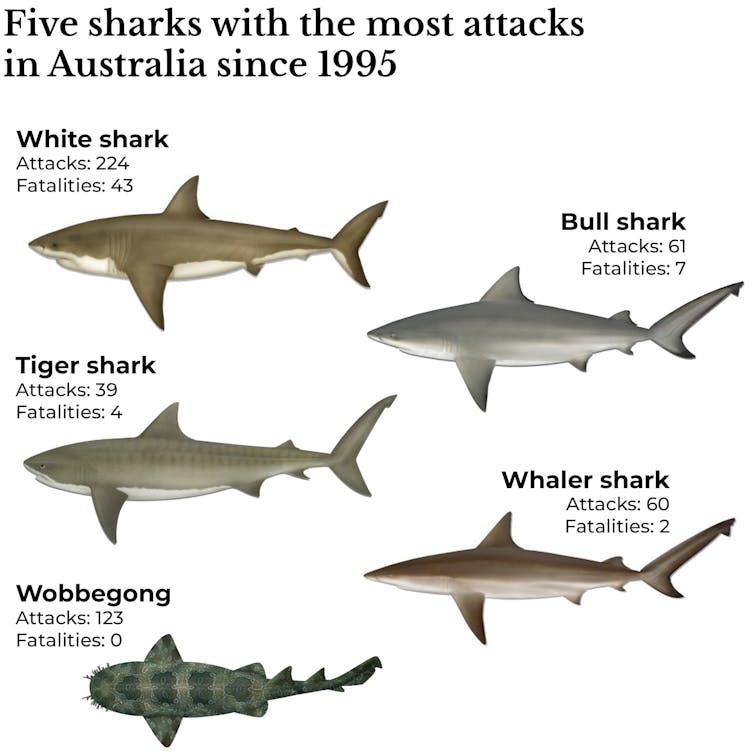 A graphic of the five sharks with the most attacks since 1995