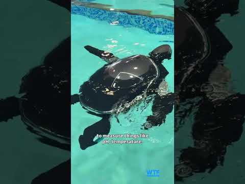 Beatbox’s Sea Turtle Bot Will Clean Your Pool #ces2026 #ces #robots #beatbox