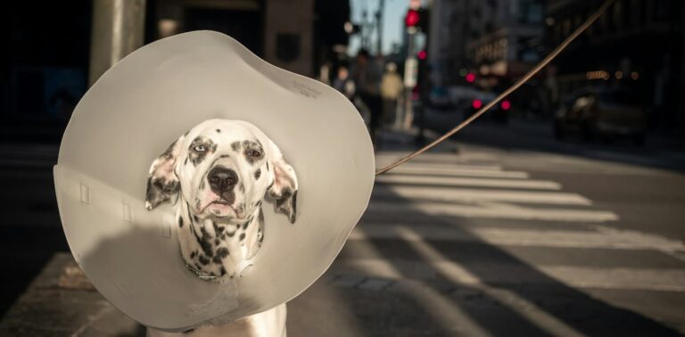 More than 250,000 Australians don’t have access to a vet – new research