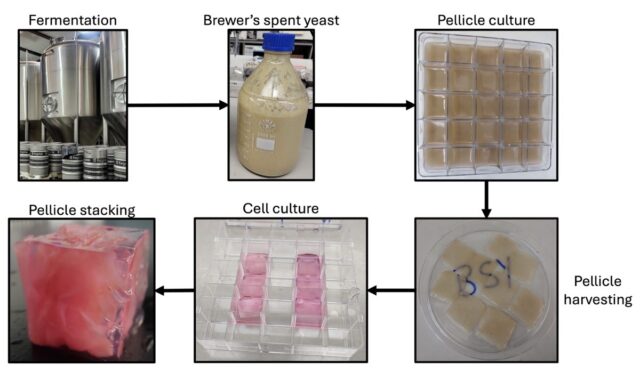 Flowchart showing the production process proposed in the current study. BSY is taken from the fermentation tank and used to culture K. xylinus bacteria to produce cellulose pellicles. Pellicles are then harvested, seeded with cells, then stacked and encased in gel to create a cube.