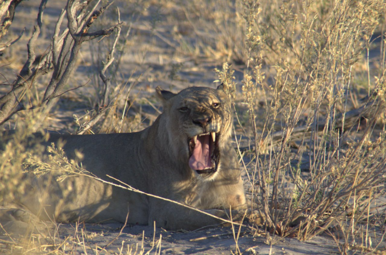 Animals can talk over huge distances – but humans might be changing their range