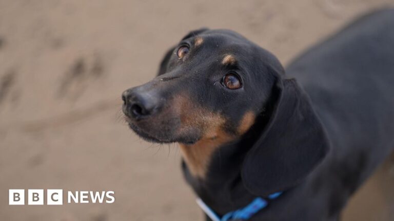 Dogs became man's best friend far earlier than thought, scientists find