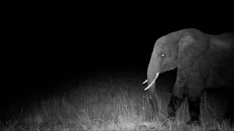 Hunting for elusive