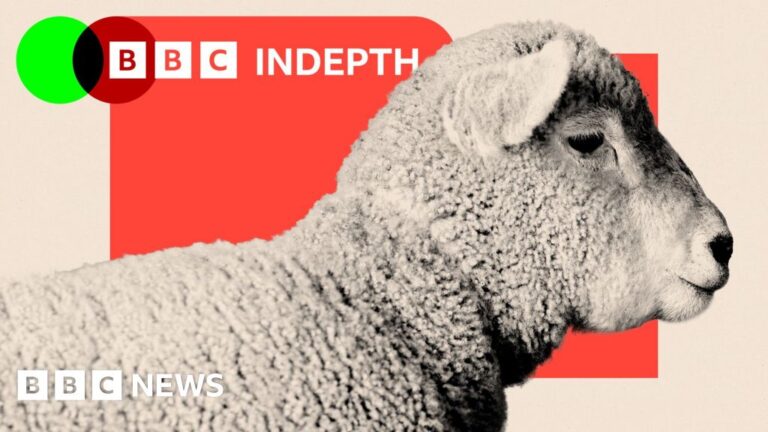 Sheep are disappearing from our hills - and our dinner plates
