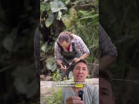 These platypuses are helping heal an iconic Australian ecosystem #shorts