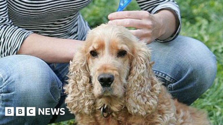 Toxic pet flea treatment chemicals found at'damaging' levels in rivers