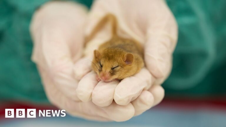 £20m mystery gift buys London Zoo new hospital where you can watch vets work