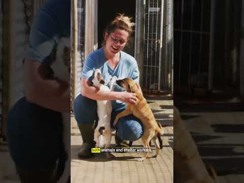 America’s animal shelter workers are struggling