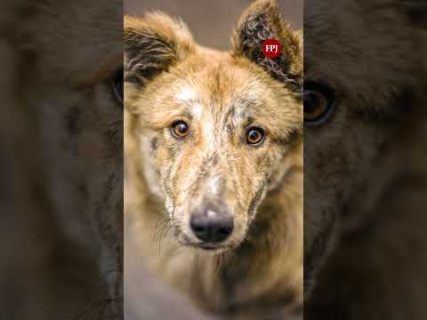 Animal Welfare Activist Xavier Santiago Explains Why Relocating Stray Dogs Can Increase Aggression