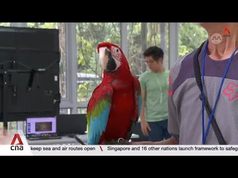 AVS advises against free-flying parrots outdoors due to safety concerns