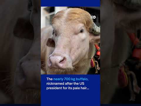 Bangladesh's rare Albino buffalo named'Donald Trump' becomes Eid sensation | DW News