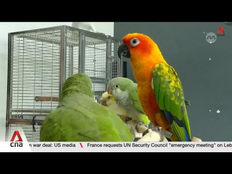 NParks receives average of more than 800 pet parrot-related feedback cases annually