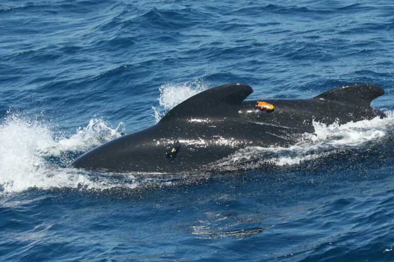 Squeak up! I can’t hear you: pilot whales are shouting to hear themselves over ship noise