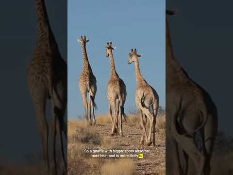 The surprising role of a giraffe's spots