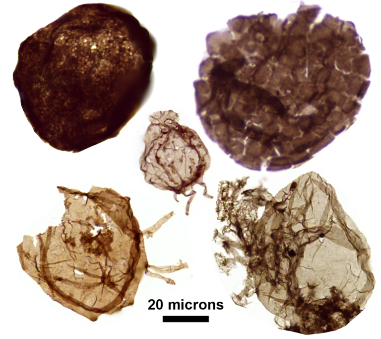 Tiny fossils found in 1.7 billion-year-old mud yield clues to the evolution of complex life