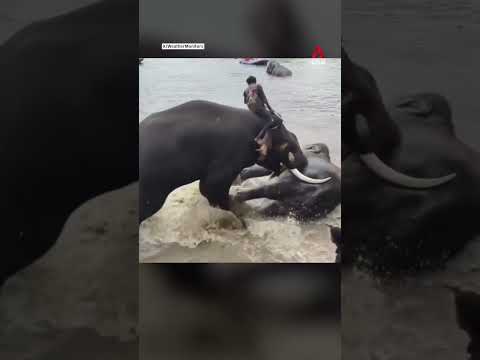 Woman in India killed after elephant falls on her