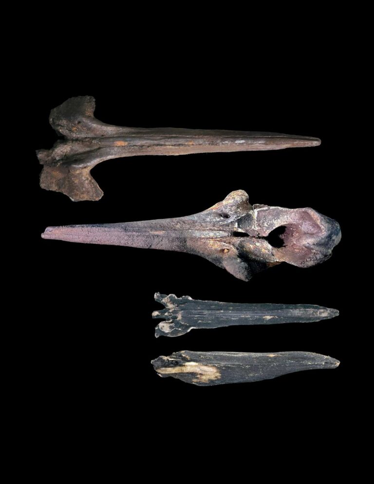 A 5.3 million-year-old whale graveyard has been found on the floor of the Indian Ocean