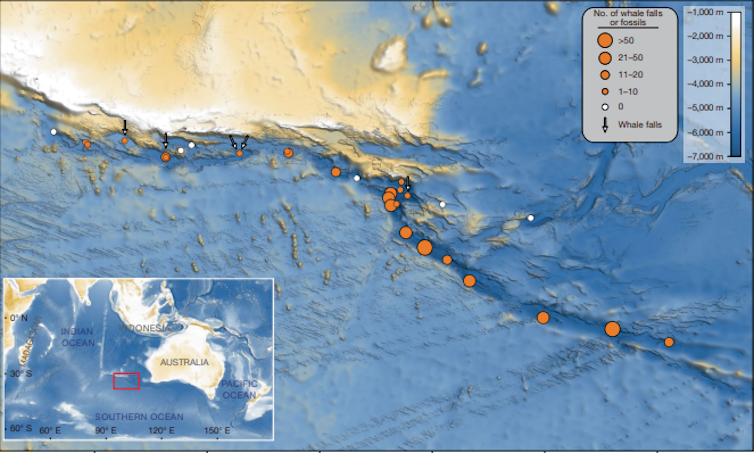 A topographical map of the Indian Ocean, with orange dots representing the location of whale fossils.