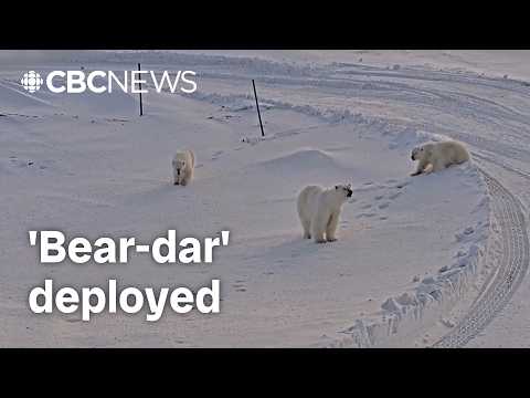 AI-powered ‘Bear-dar’ alert system deployed to help Arctic communities