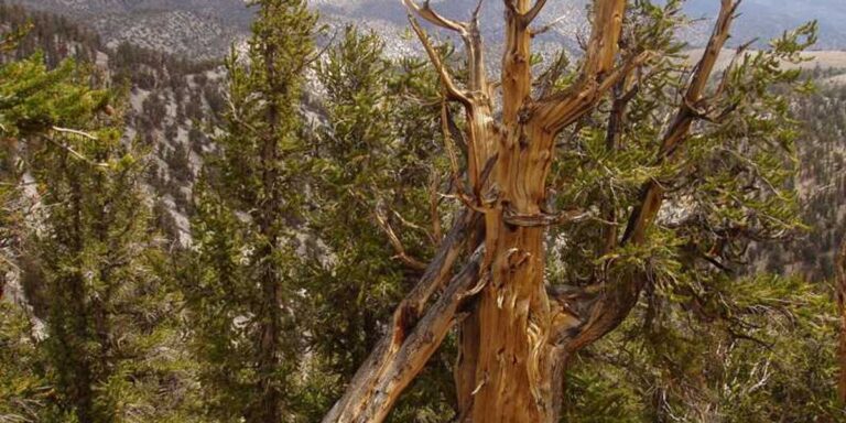 'Appalling' video captures driver wrecking ancient National Park forest
