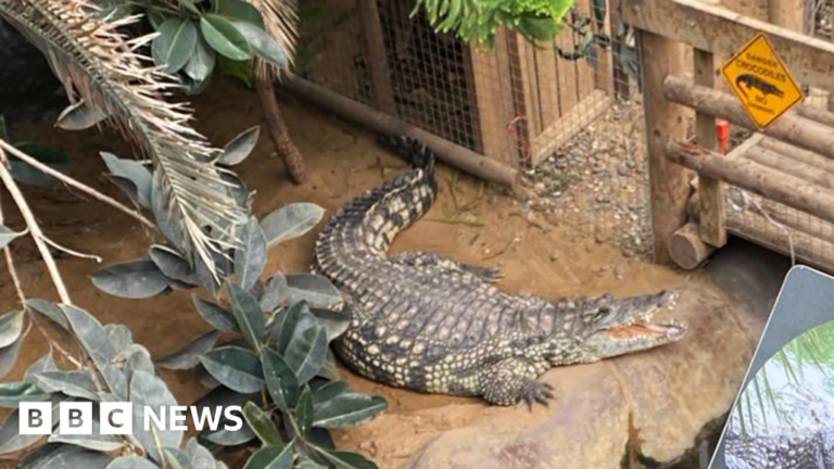 Boy, 3, hurt at zoo was attacked by a crocodile